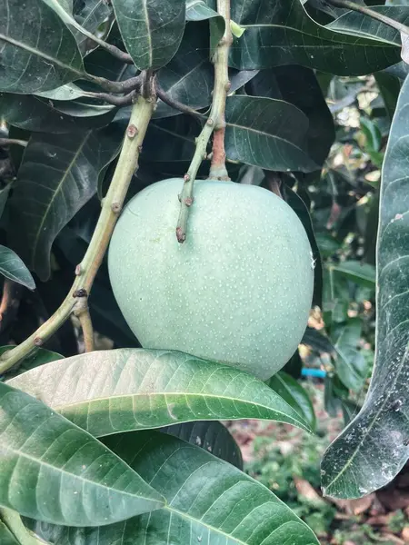 Ağaçta mango ve yeşil yapraklar