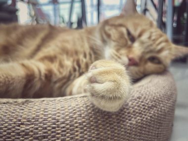 Sarı kızıl kedinin ayağı