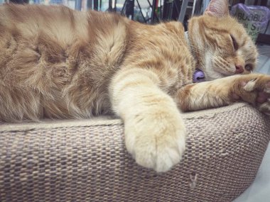 Sarı kızıl kedinin ayağı