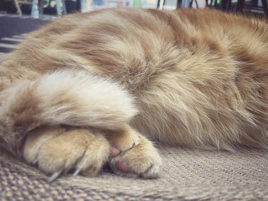 Sarı kızıl kedinin ayağı