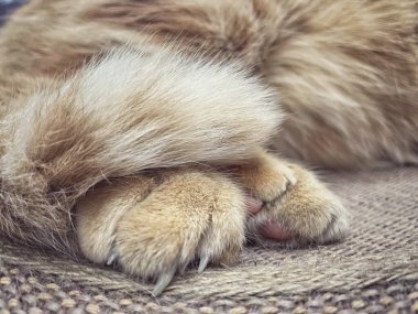 Sarı kızıl kedinin ayağı