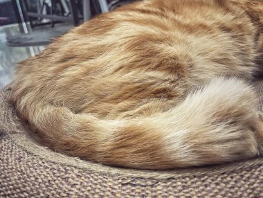 Sarı zencefilli kediye yaklaş