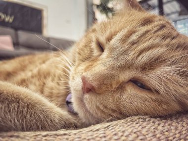 Sarı zencefilli kediye yaklaş