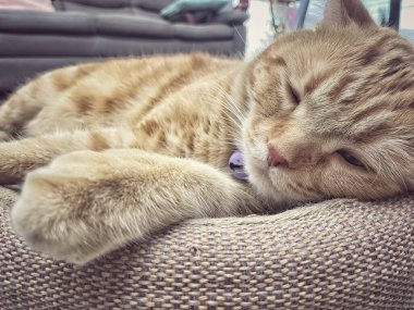 Sarı zencefilli kediye yaklaş