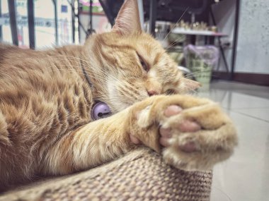 Sarı zencefilli kediye yaklaş