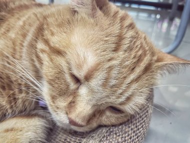 Sarı zencefilli kediye yaklaş