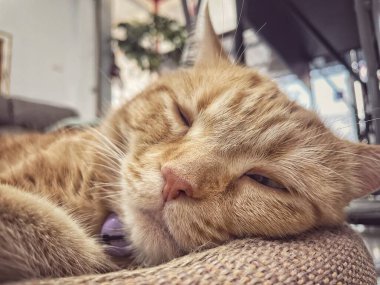 Sarı zencefilli kediye yaklaş