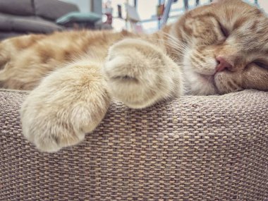 Sarı kızıl kedinin ayağı