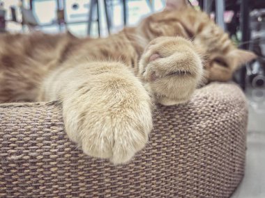 Sarı kızıl kedinin ayağı