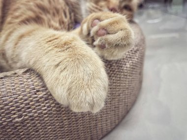 Sarı kızıl kedinin ayağı