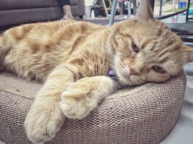 Sarı zencefilli kediye yaklaş