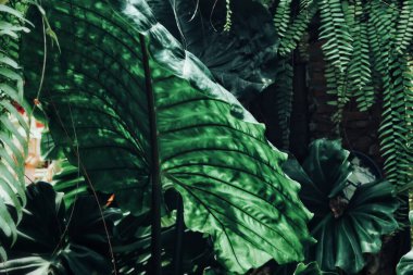 Yeşil tropik yaprakların güzelliği bitki arka planında