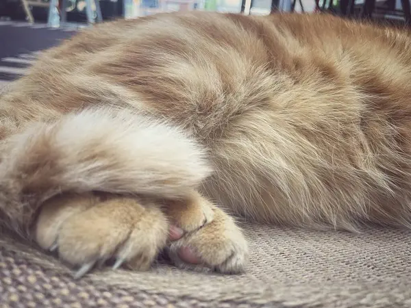 Sarı kızıl kedinin ayağı