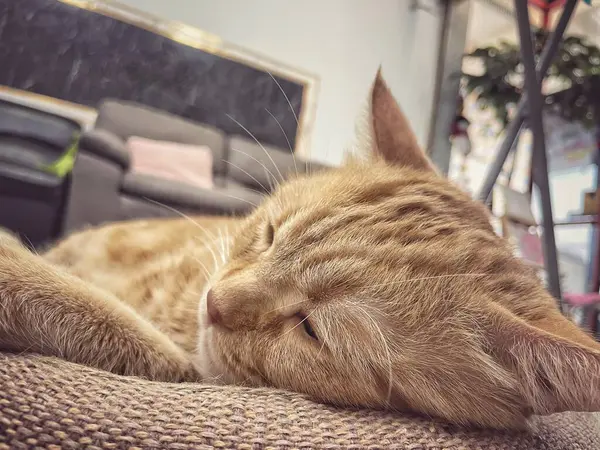 Sarı zencefilli kediye yaklaş