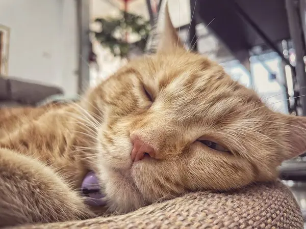 Sarı zencefilli kediye yaklaş