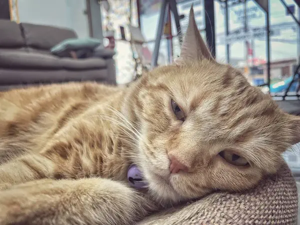 Sarı zencefilli kediye yaklaş