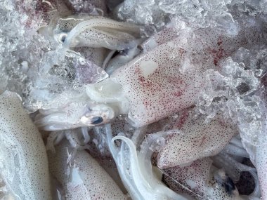 Tayland pazarında taze mürekkep balığı.