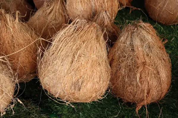 Hindistan cevizi meyve yakın çekim