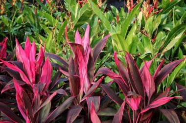 Tropikal yaprakların güzelliği