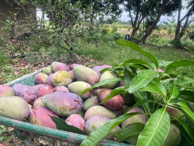 Kırmızı mango meyvesi ve yeşil yapraklar