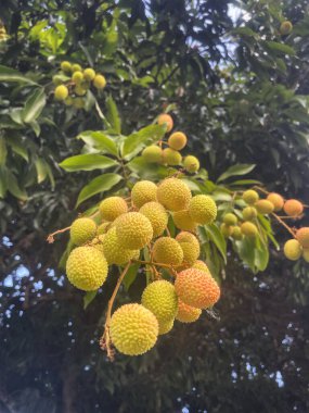 ağaç üzerinde asılı lychees