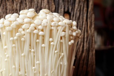 Altın iğneli mantar. Yaklaş.