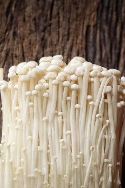 Altın iğneli mantar. Yaklaş.