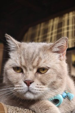 Sevimli kedi ve takip tasması