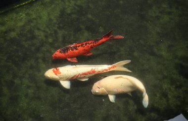 Renkli koi balıkları gölette birlikte yüzerler.