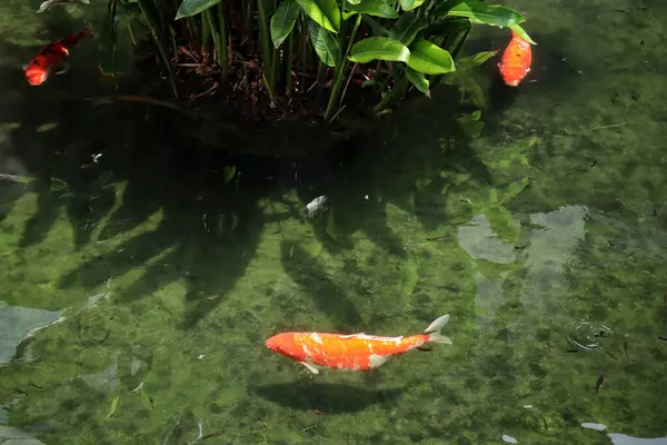 Renkli koi balıkları gölette birlikte yüzerler.