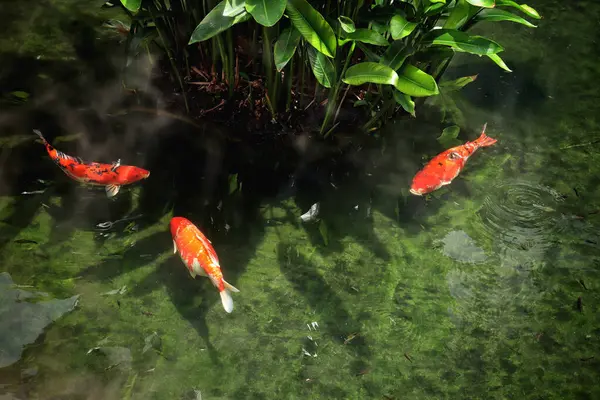 Renkli koi balıkları gölette birlikte yüzerler.