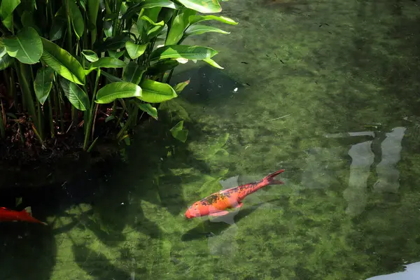 Renkli koi balıkları gölette birlikte yüzerler.