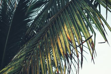  Tropik hindistan cevizi ağacı yaprakları palmiye ve gökyüzü