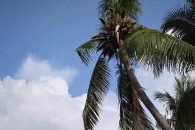 Tropik hindistan cevizi ağacı yaprakları palmiye ve gökyüzü