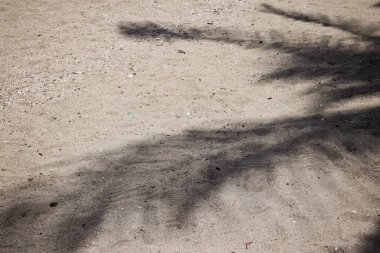Hindistan cevizi tropikal yapraklarının gölgesi 
