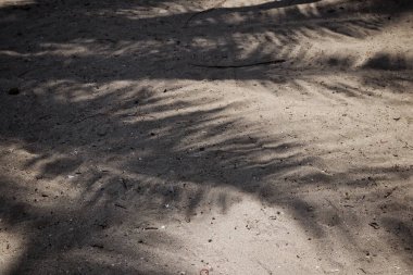 Hindistan cevizi tropikal yapraklarının gölgesi 