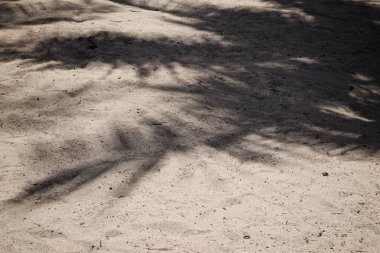 Hindistan cevizi tropikal yapraklarının gölgesi 