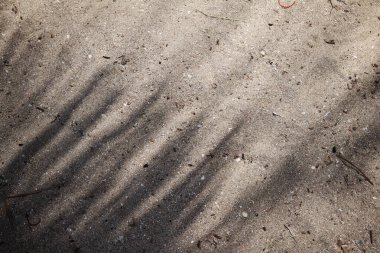 Hindistan cevizi tropikal yapraklarının gölgesi 