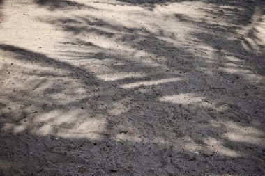 Hindistan cevizi tropikal yapraklarının gölgesi 