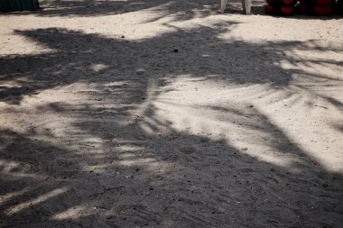 Hindistan cevizi tropikal yapraklarının gölgesi 