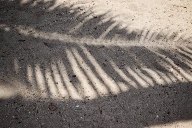 Hindistan cevizi tropikal yapraklarının gölgesi 