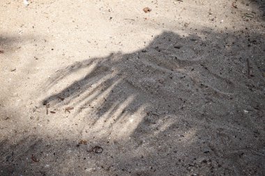 Hindistan cevizi tropikal yapraklarının gölgesi 