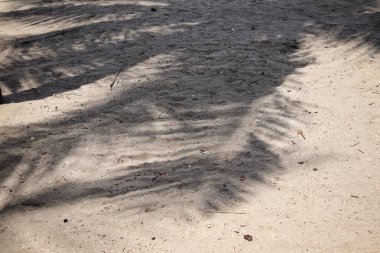 Hindistan cevizi tropikal yapraklarının gölgesi 