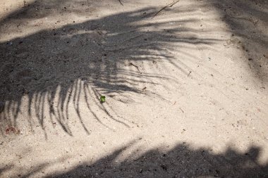 Hindistan cevizi tropikal yapraklarının gölgesi 