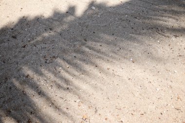 Hindistan cevizi tropikal yapraklarının gölgesi 