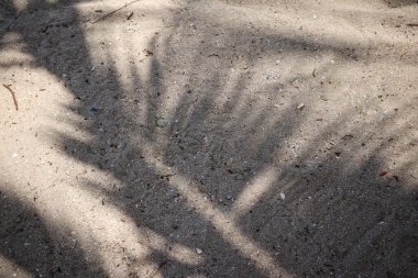 Hindistan cevizi tropikal yapraklarının gölgesi 