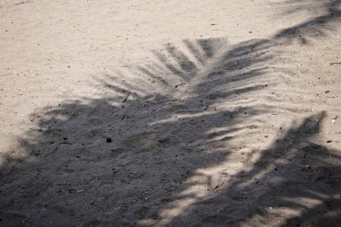 Hindistan cevizi tropikal yapraklarının gölgesi 