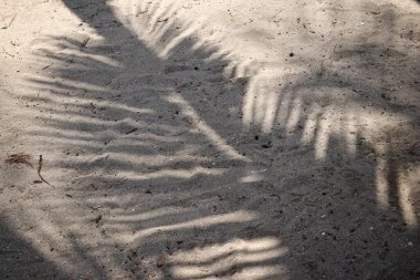 Hindistan cevizi tropikal yapraklarının gölgesi 