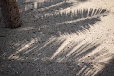 Hindistan cevizi tropikal yapraklarının gölgesi 