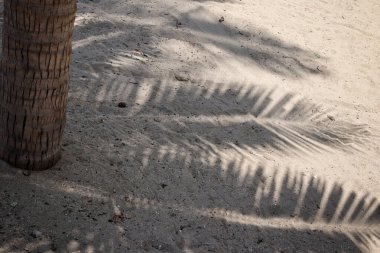 Hindistan cevizi tropikal yapraklarının gölgesi 